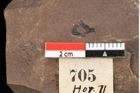 Foto (Detailansicht) von Myrica lignitum Unger (NHMW-GEO-2024-0188-0705)